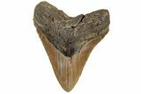 Serrated, 5.04" Fossil Megalodon Tooth - North Carolina - #199700-2